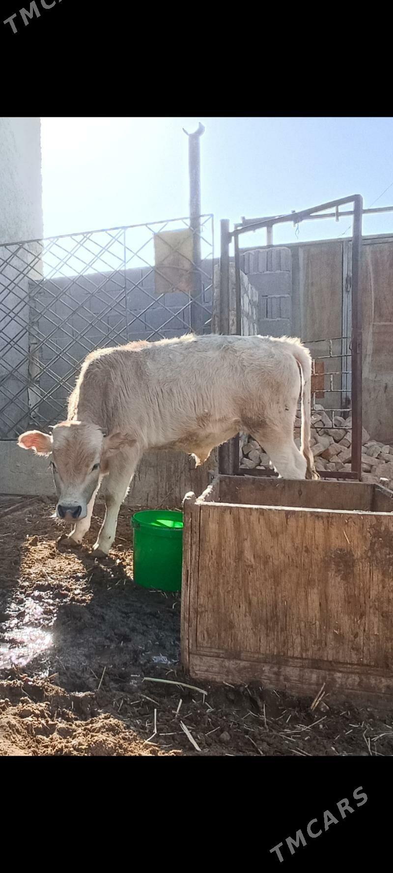 okiz - Балканабат - img 4