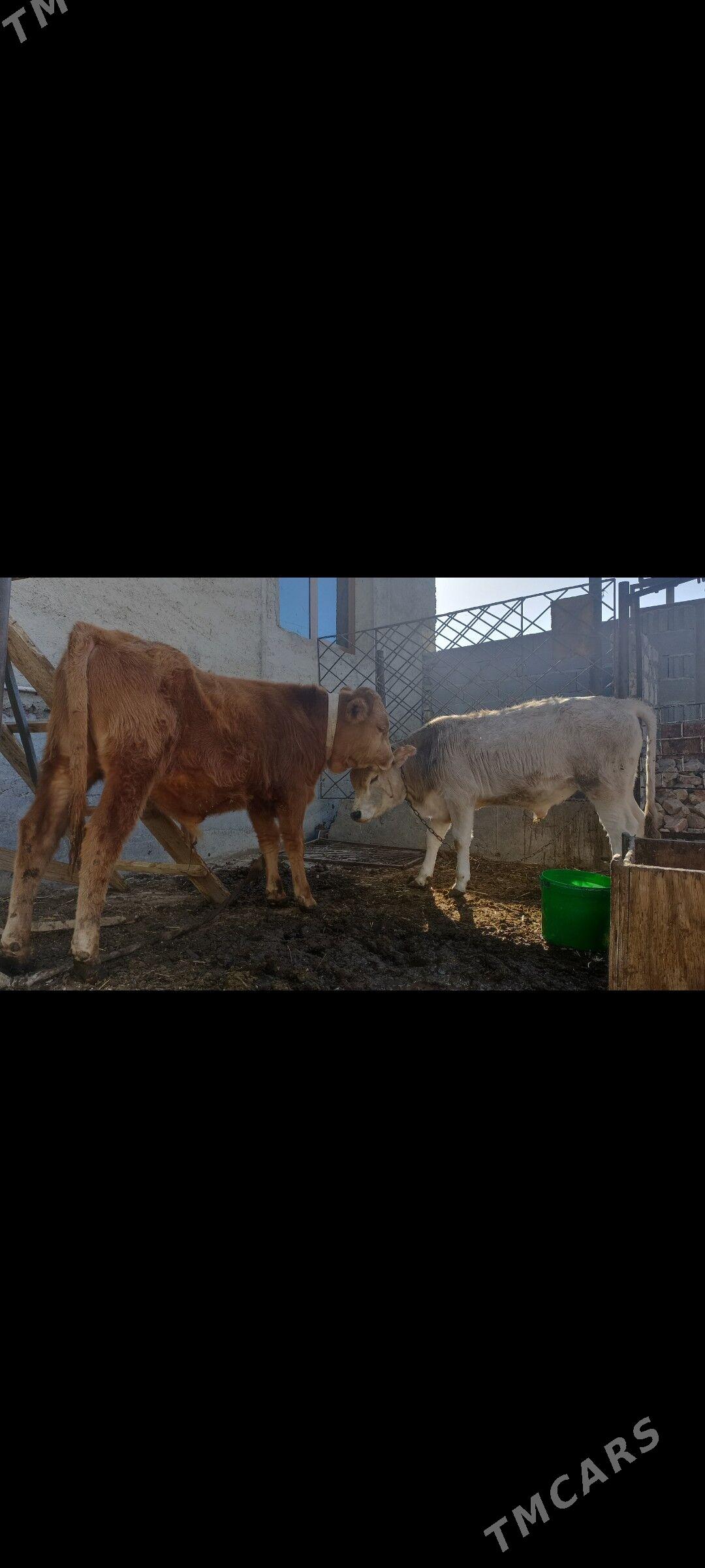 okiz - Балканабат - img 1