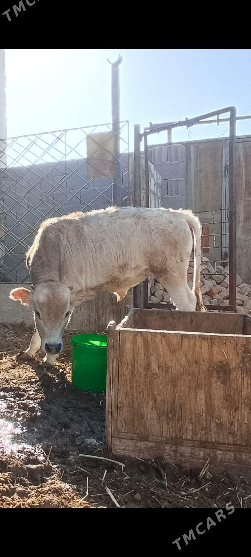 okiz - Балканабат - img 2