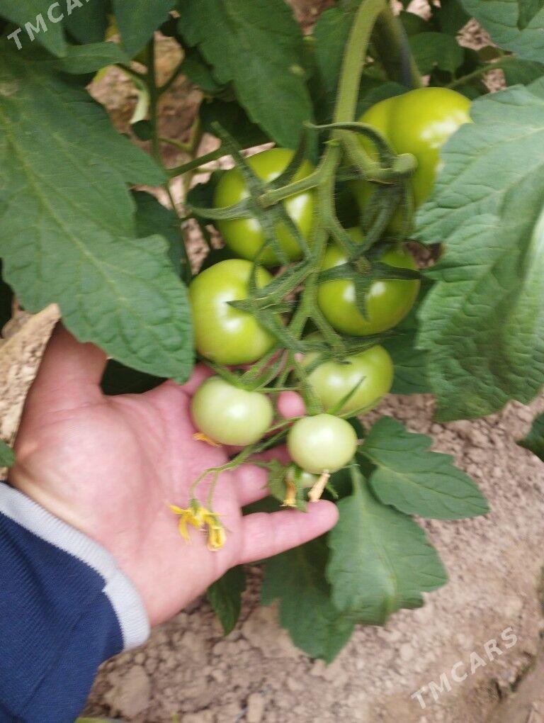 isgar gerek - Murgap - img 3