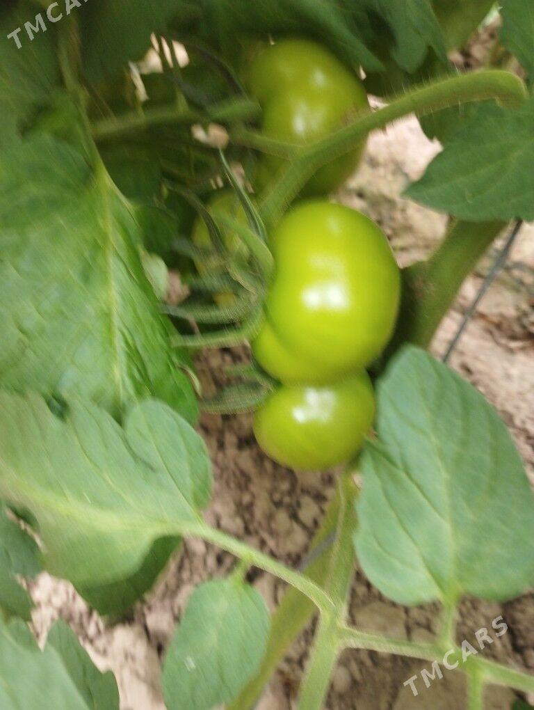 isgar gerek - Murgap - img 2