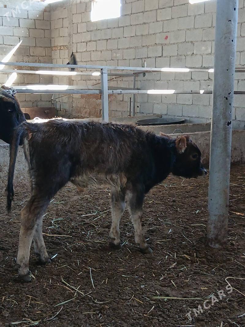 ARASSA SWET TOHUM OKUZCELER - Гарадамак - img 9