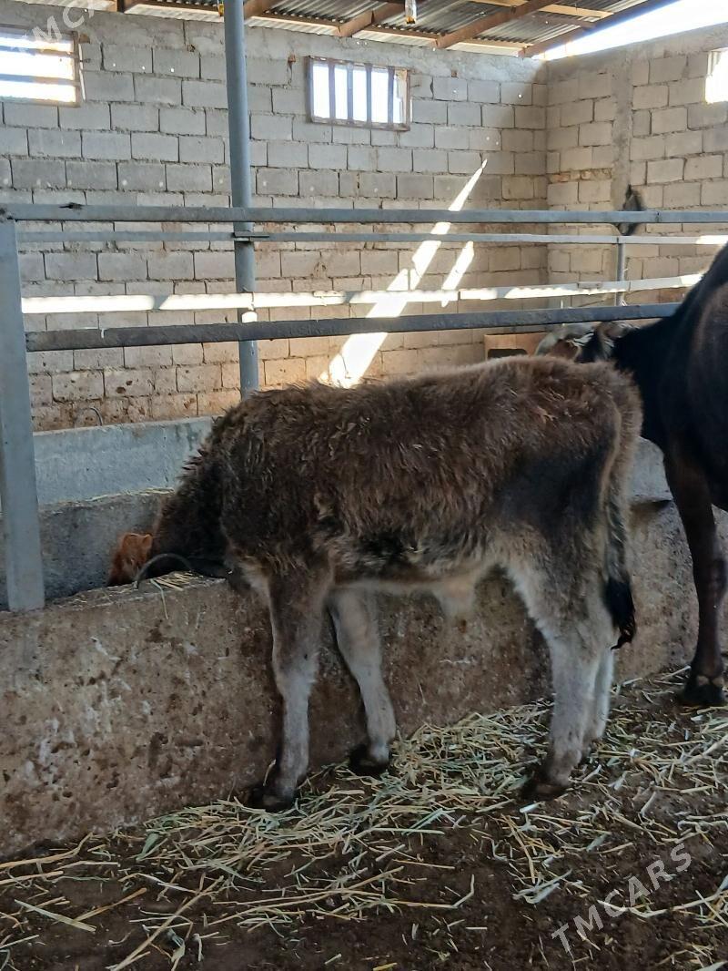 ARASSA SWET TOHUM OKUZCELER - Гарадамак - img 2