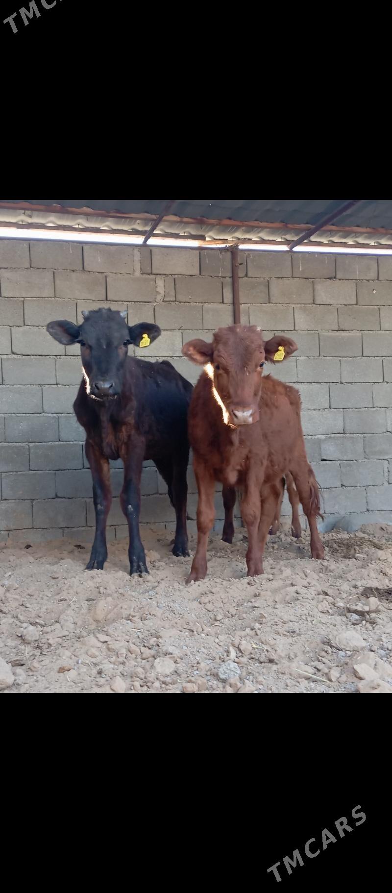 tüwe - Büzmeýin - img 2