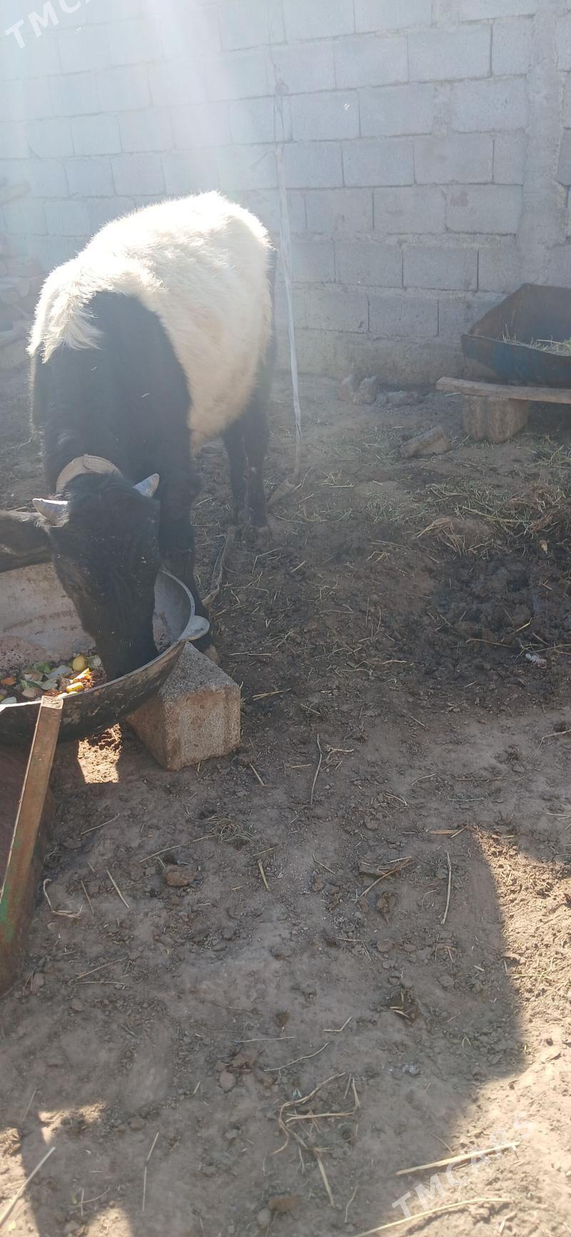 gole okuz - Büzmeýin - img 3