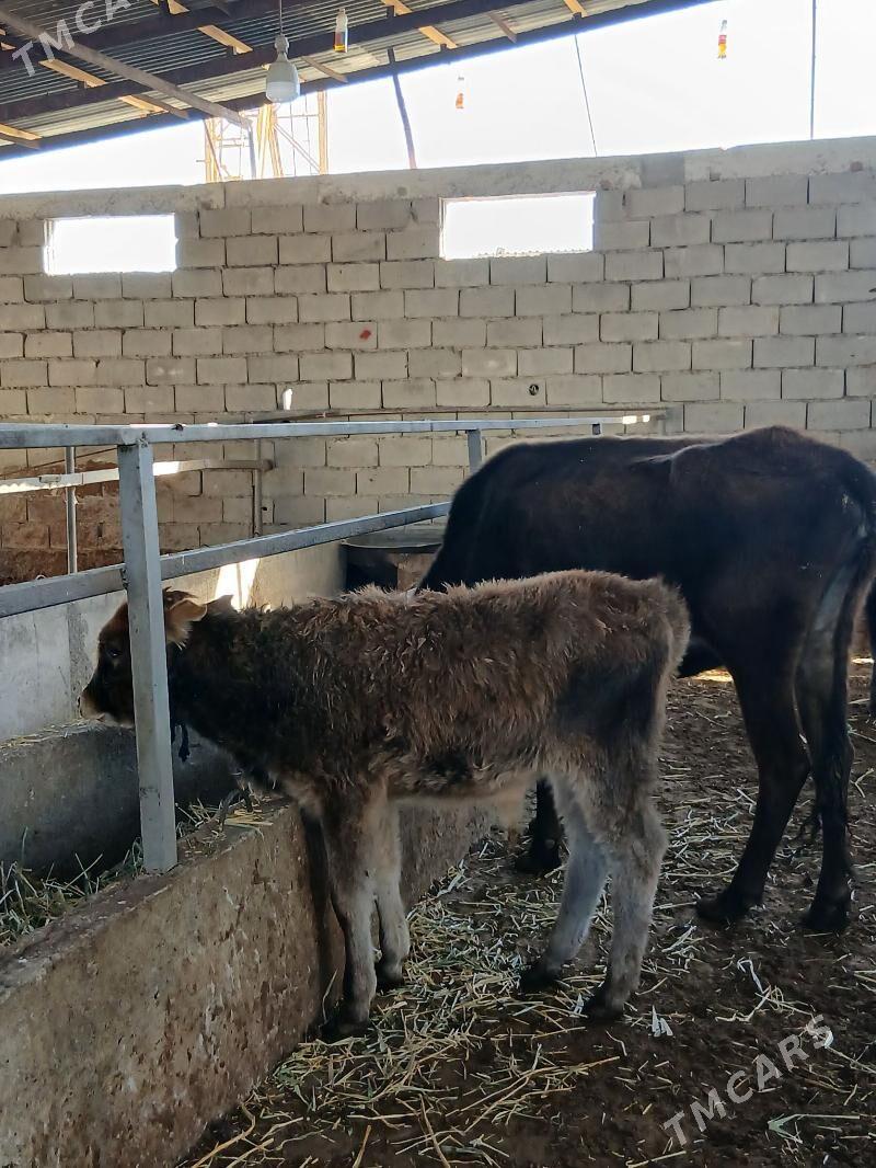 ARASSA SWET TOHUM OKUZCELER - Гарадамак - img 4