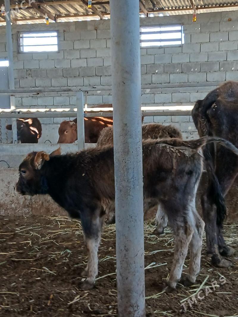 ARASSA SWET TOHUM OKUZCELER - Гарадамак - img 7