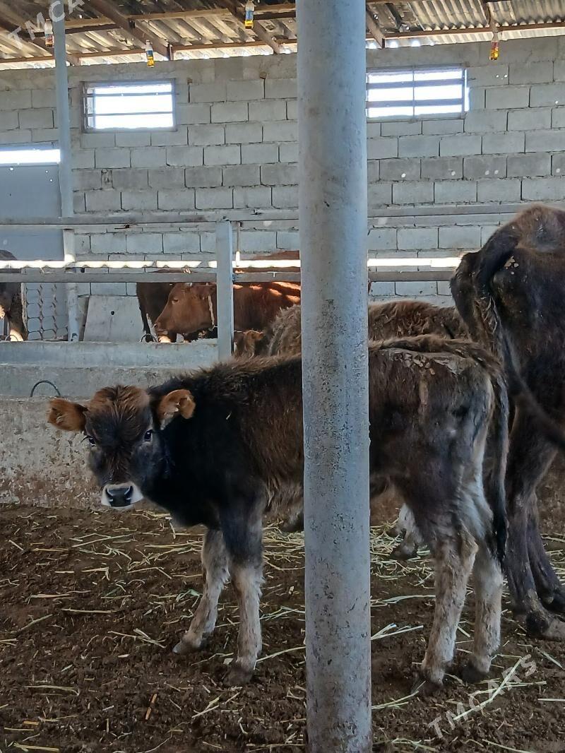 ARASSA SWET TOHUM OKUZCELER - Гарадамак - img 5