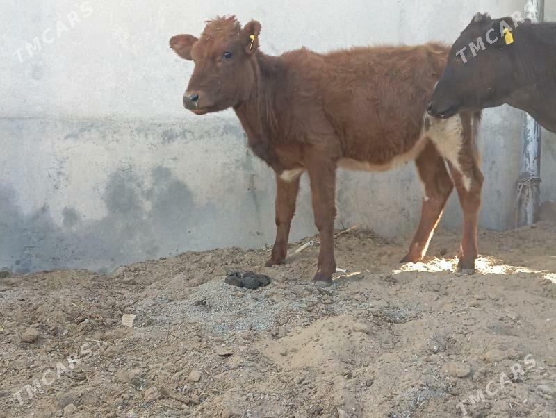 tüwe - Büzmeýin - img 3