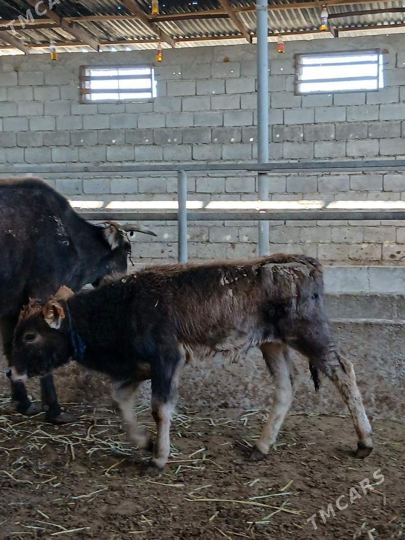 ARASSA SWET TOHUM OKUZCELER - Гарадамак - img 6