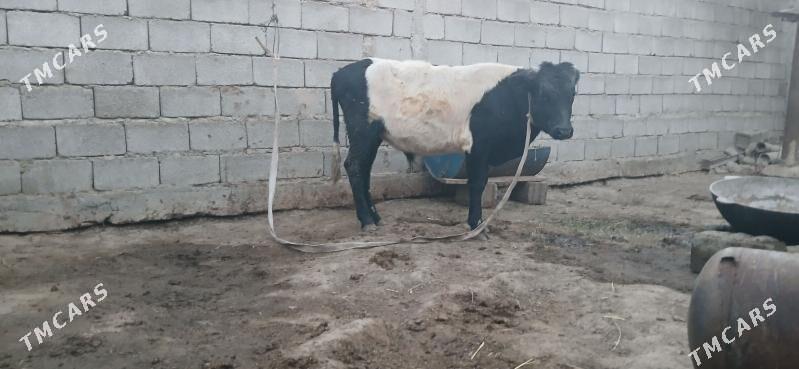 gole okuz - Büzmeýin - img 5