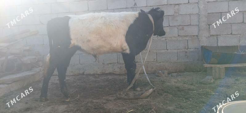 gole okuz - Büzmeýin - img 2