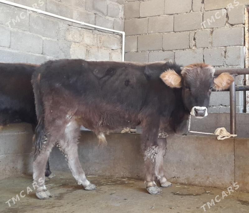 öküz - Бузмеин - img 2