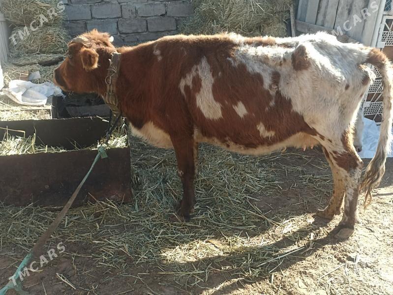 sygyr - Aşgabat - img 4