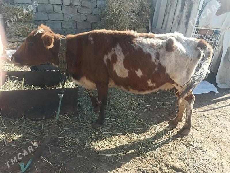 sygyr - Aşgabat - img 5