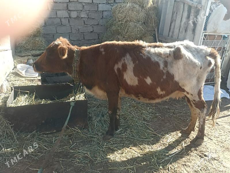 sygyr - Aşgabat - img 2