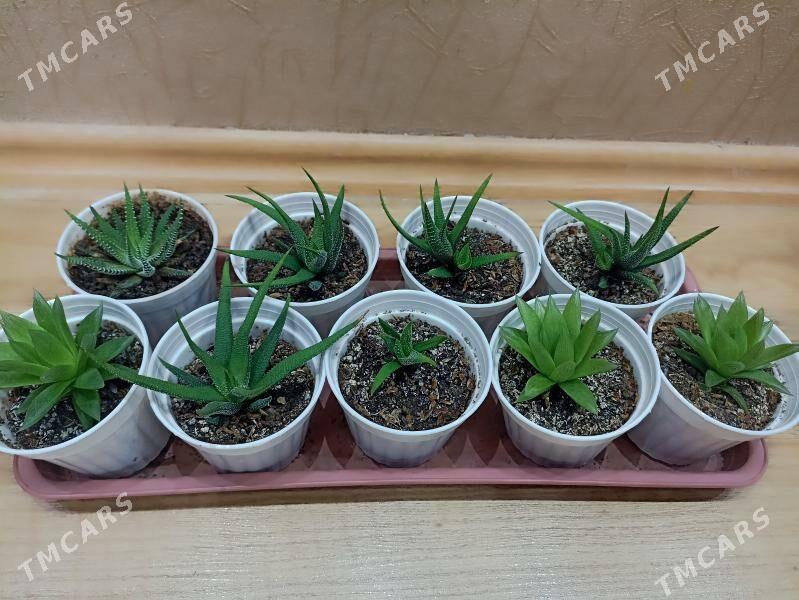 суккуленты разные - Ашхабад - img 2