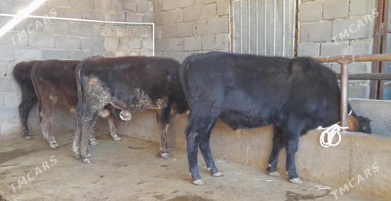 öküz - Бузмеин - img 6