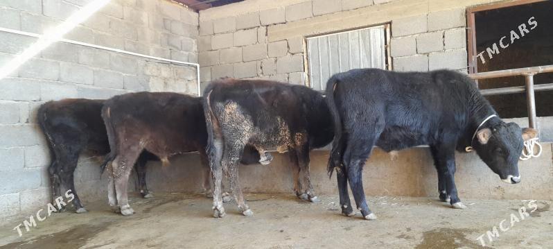 öküz - Бузмеин - img 7