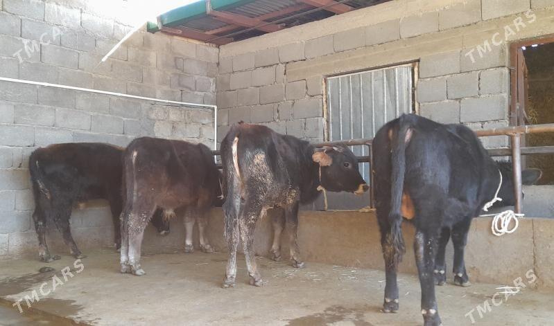 öküz - Бузмеин - img 3