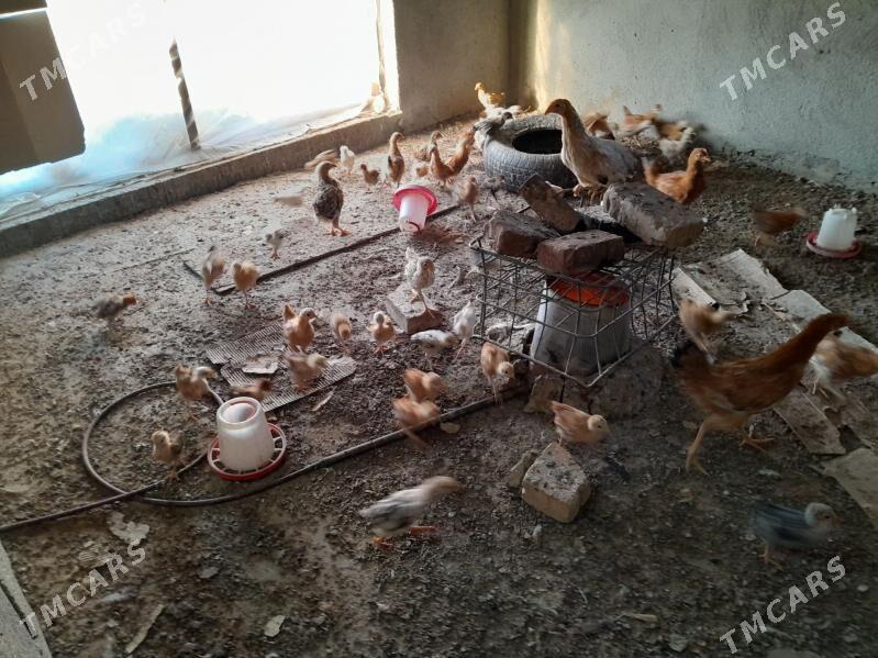 towuk - Gökdepe - img 4