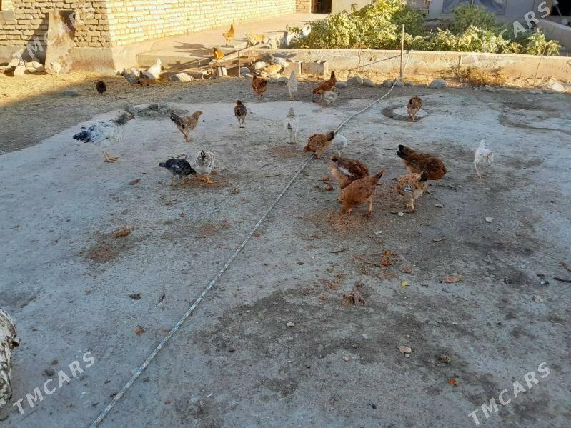 towuk - Gökdepe - img 2