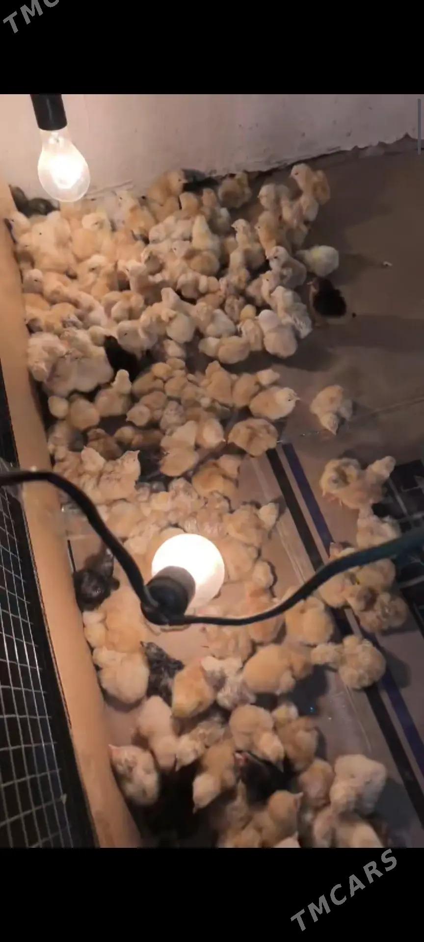 juyje - Шабатский этрап - img 2