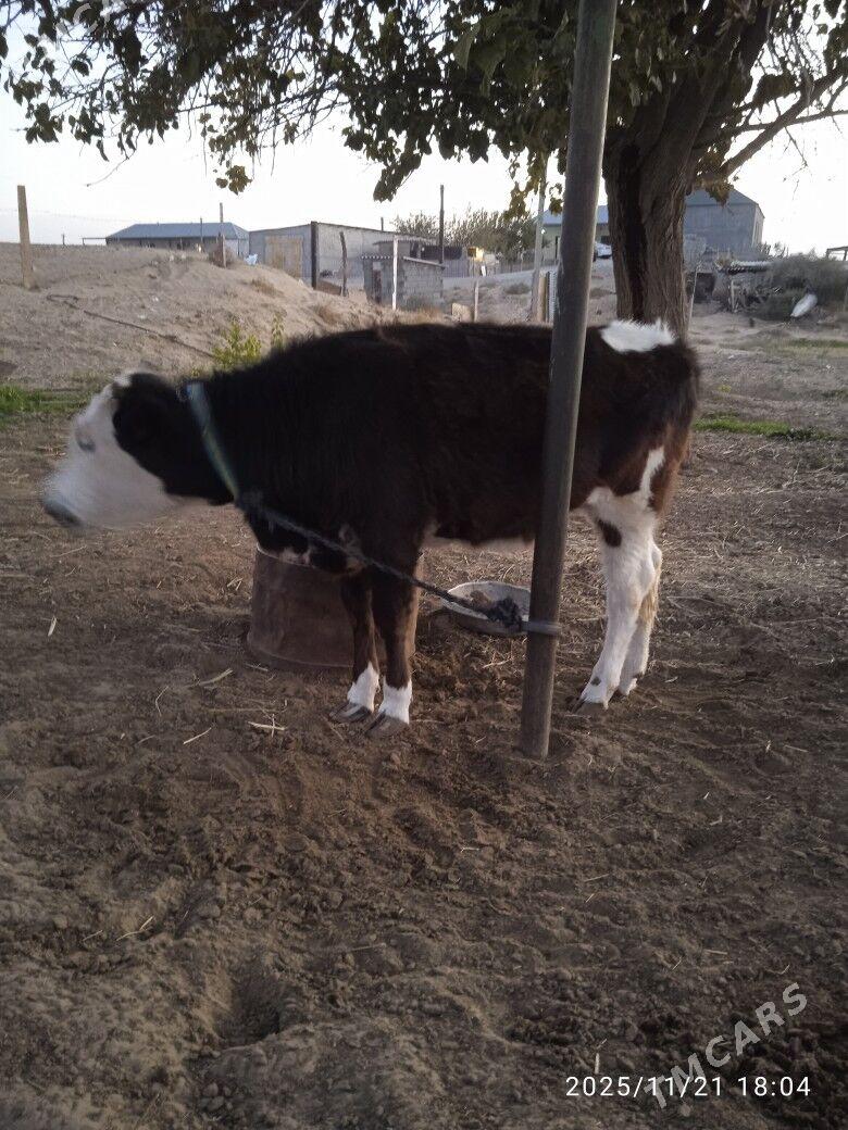 Gole - Ak bugdaý etraby - img 2