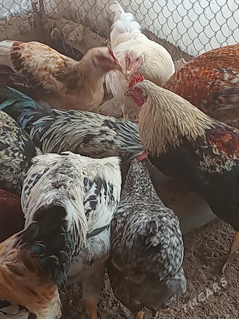 horaz - Туркменабат - img 5