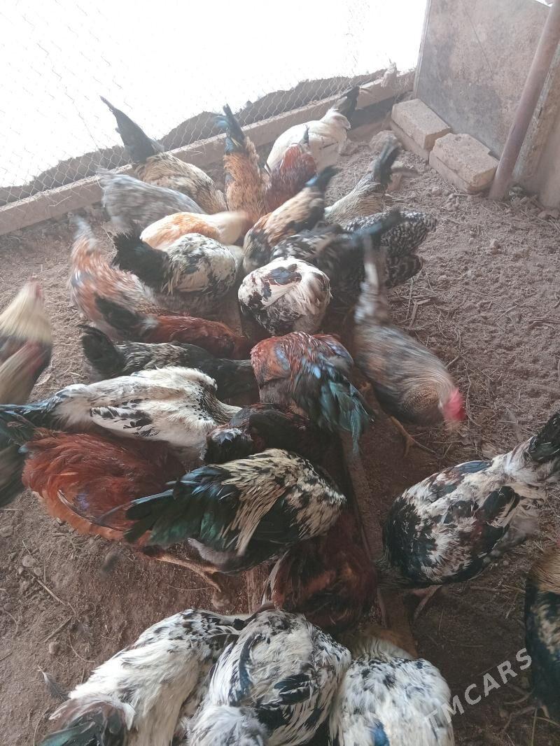 horaz - Туркменабат - img 2