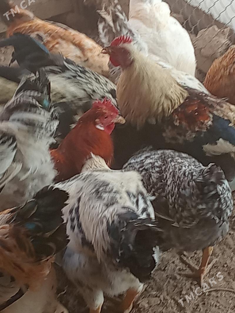 horaz - Туркменабат - img 6