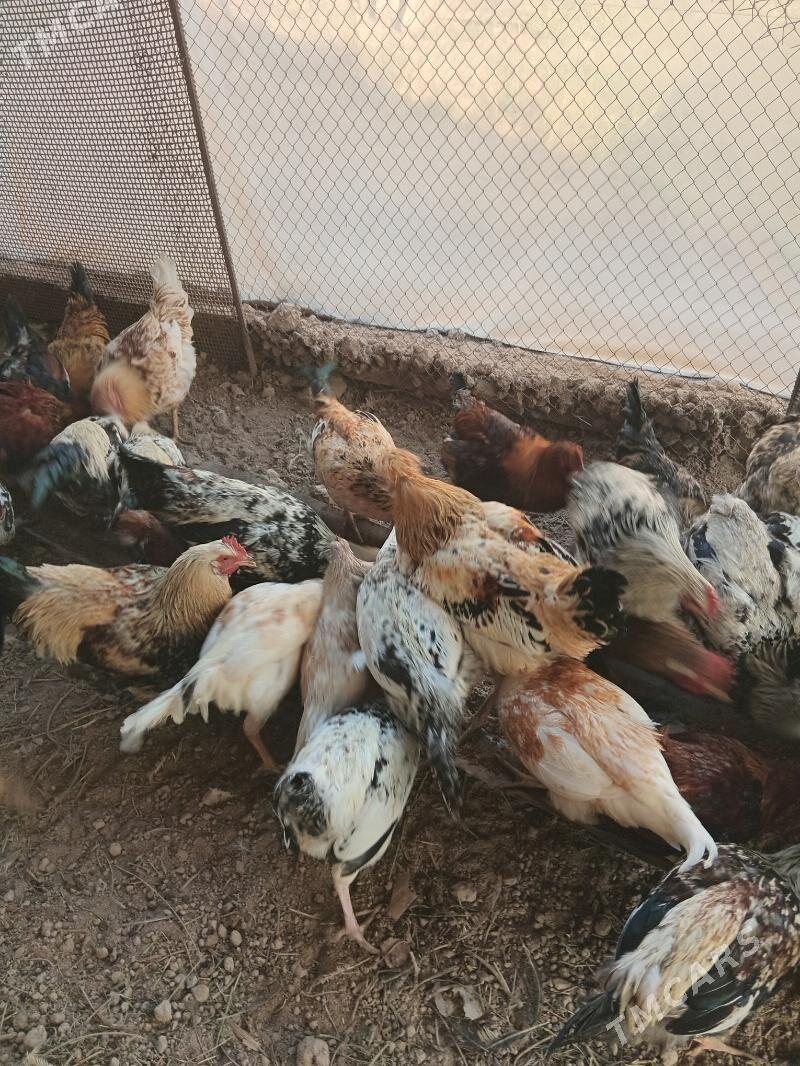 horaz - Туркменабат - img 7