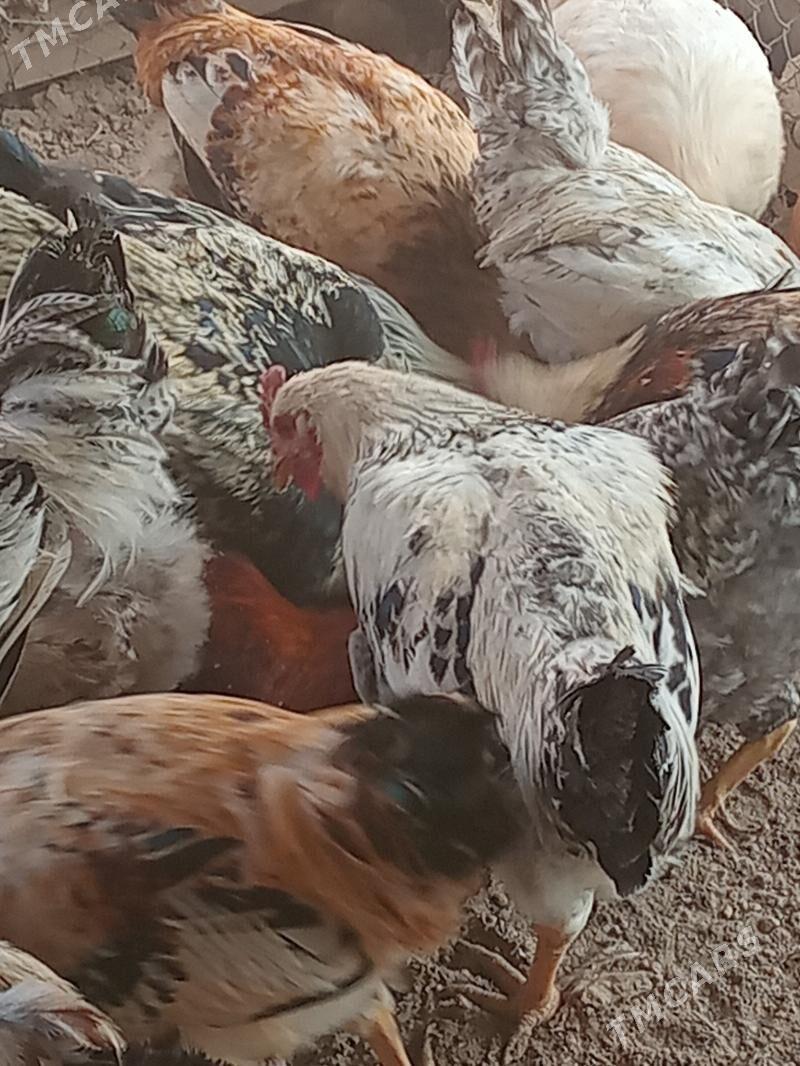 horaz - Туркменабат - img 4