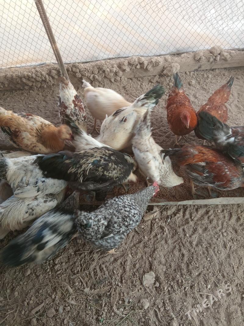 horaz - Туркменабат - img 3