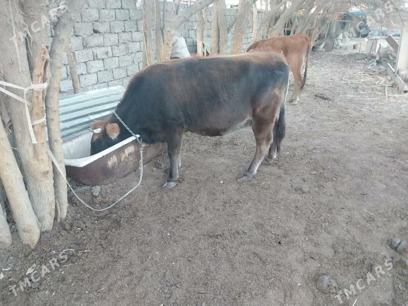 sygyr - Гарадамак Шор - img 3