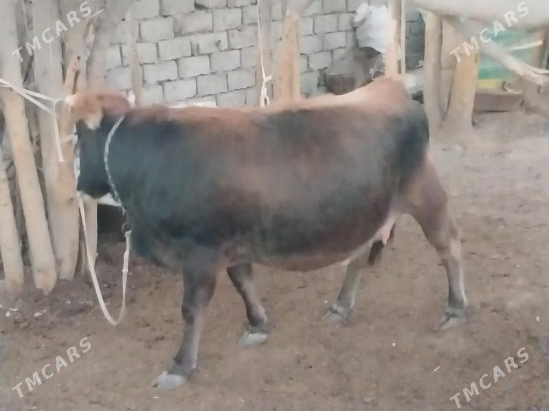 sygyr - Гарадамак Шор - img 2