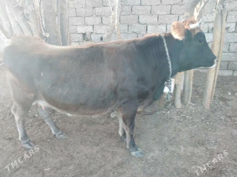 sygyr - Гарадамак Шор - img 5