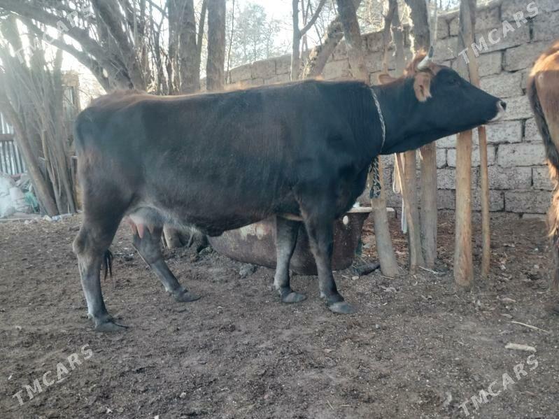 sygyr - Гарадамак Шор - img 4