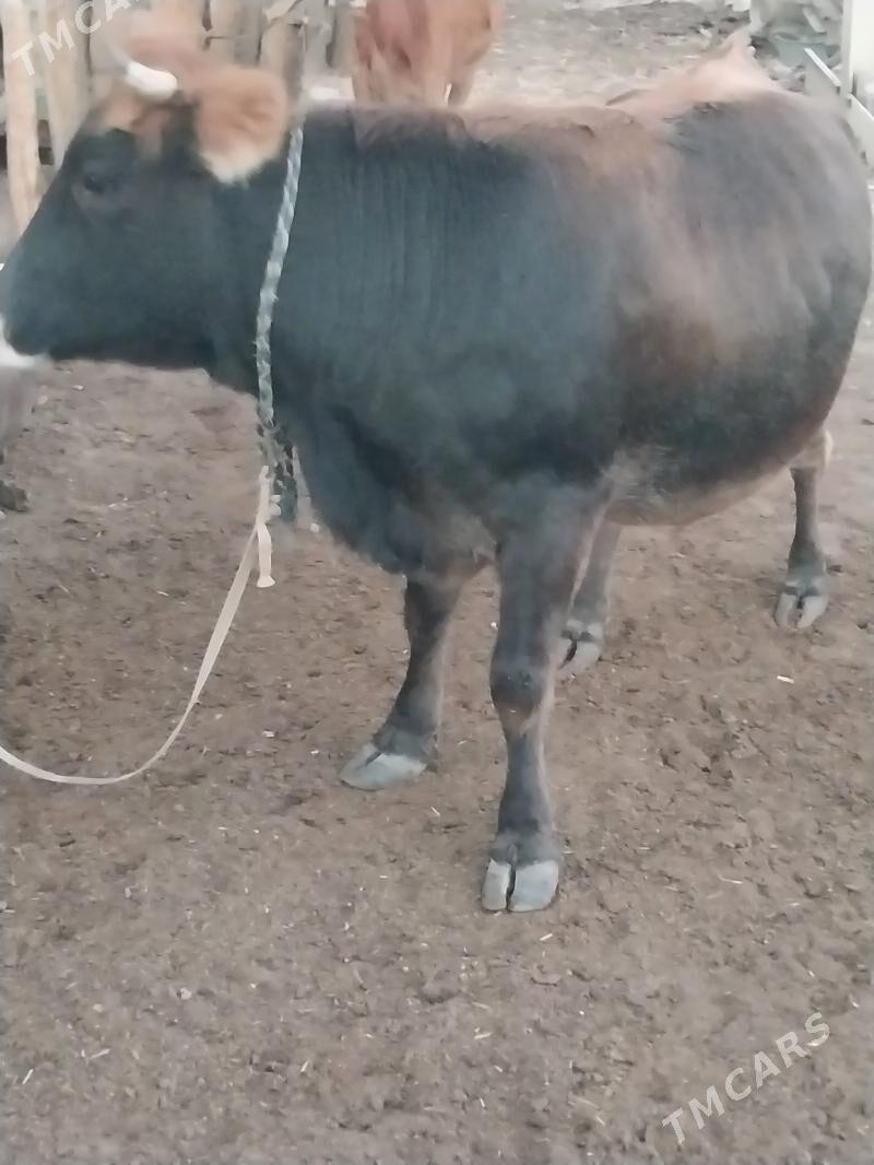 sygyr - Гарадамак Шор - img 1