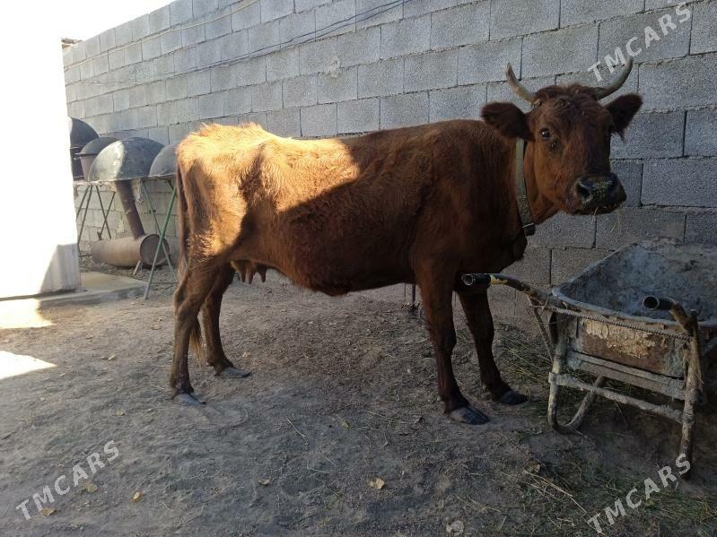 sygyr - Ашхабад - img 3