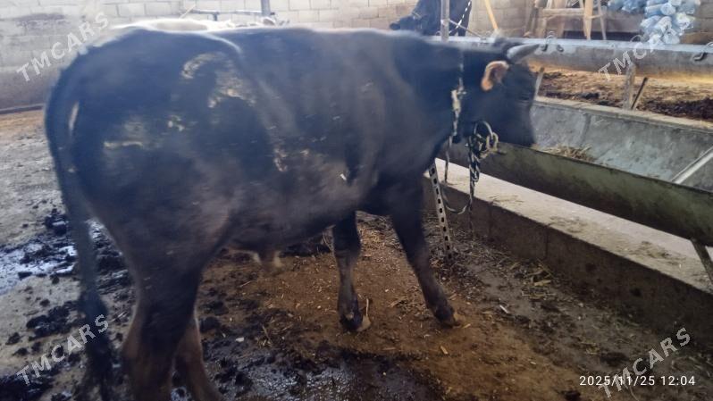 öküz - Гарадамак Шор - img 2