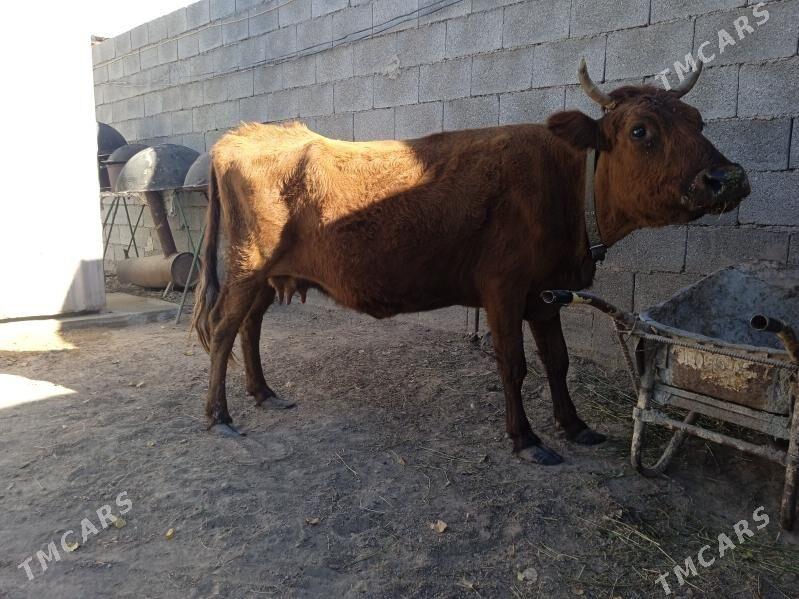 sygyr - Ашхабад - img 2