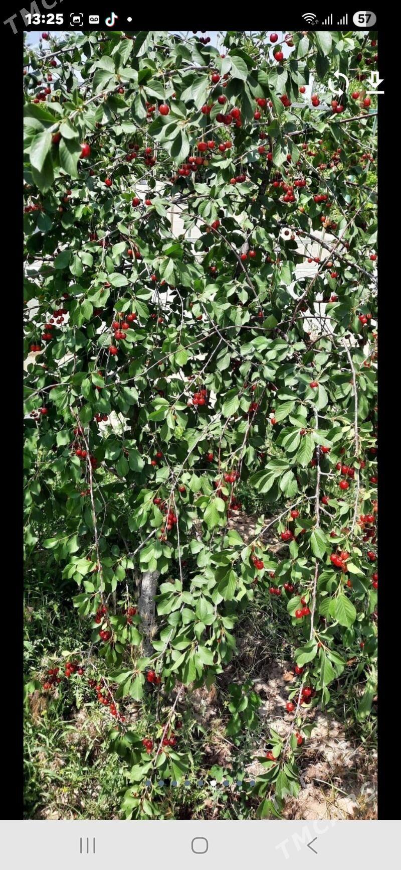 Satlk kotej Tazezam 12sot - Täze zaman - img 6