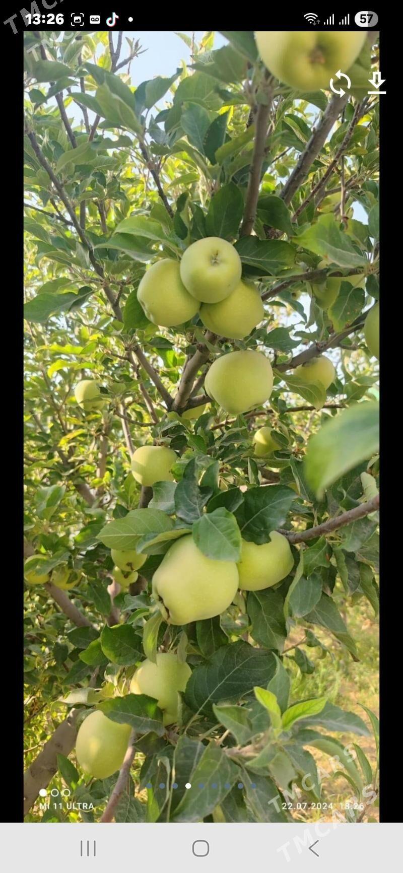 Satlk kotej Tazezam 12sot - Täze zaman - img 2