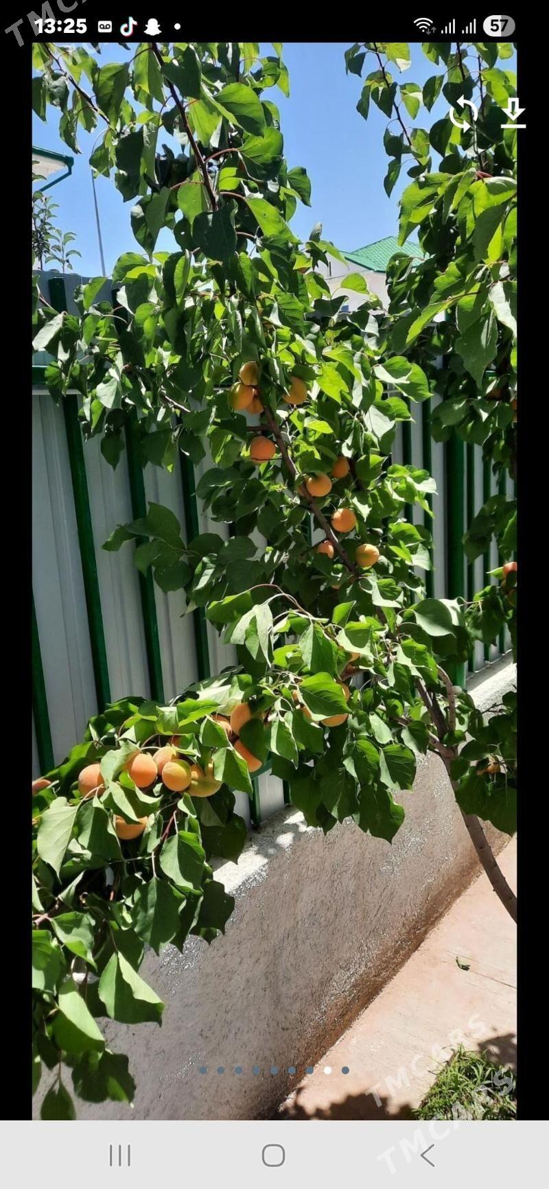 Satlk kotej Tazezam 12sot - Täze zaman - img 3