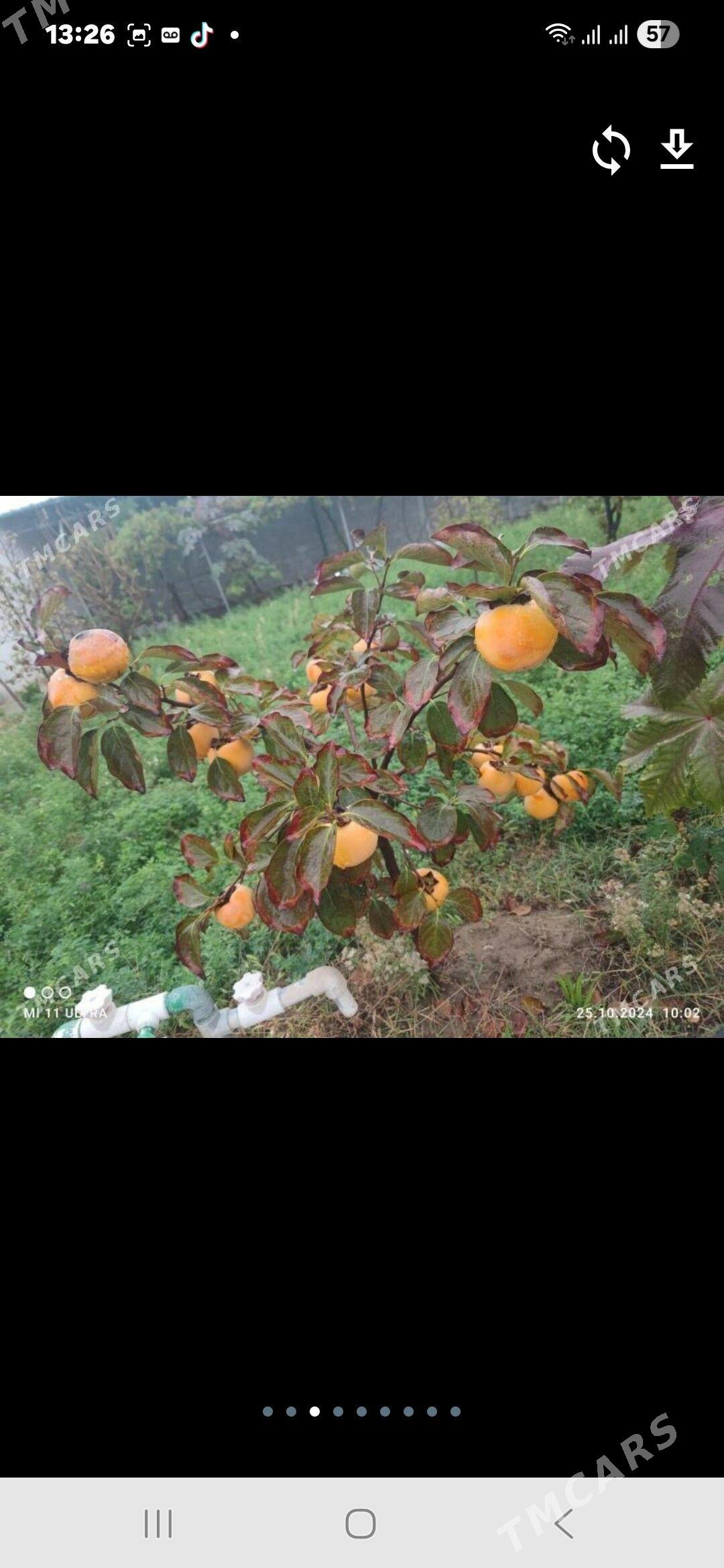 Satlk kotej Tazezam 12sot - Täze zaman - img 5