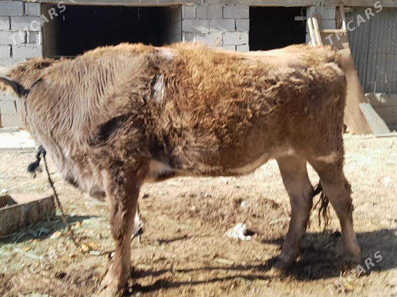 tuwe - Бахарден - img 1