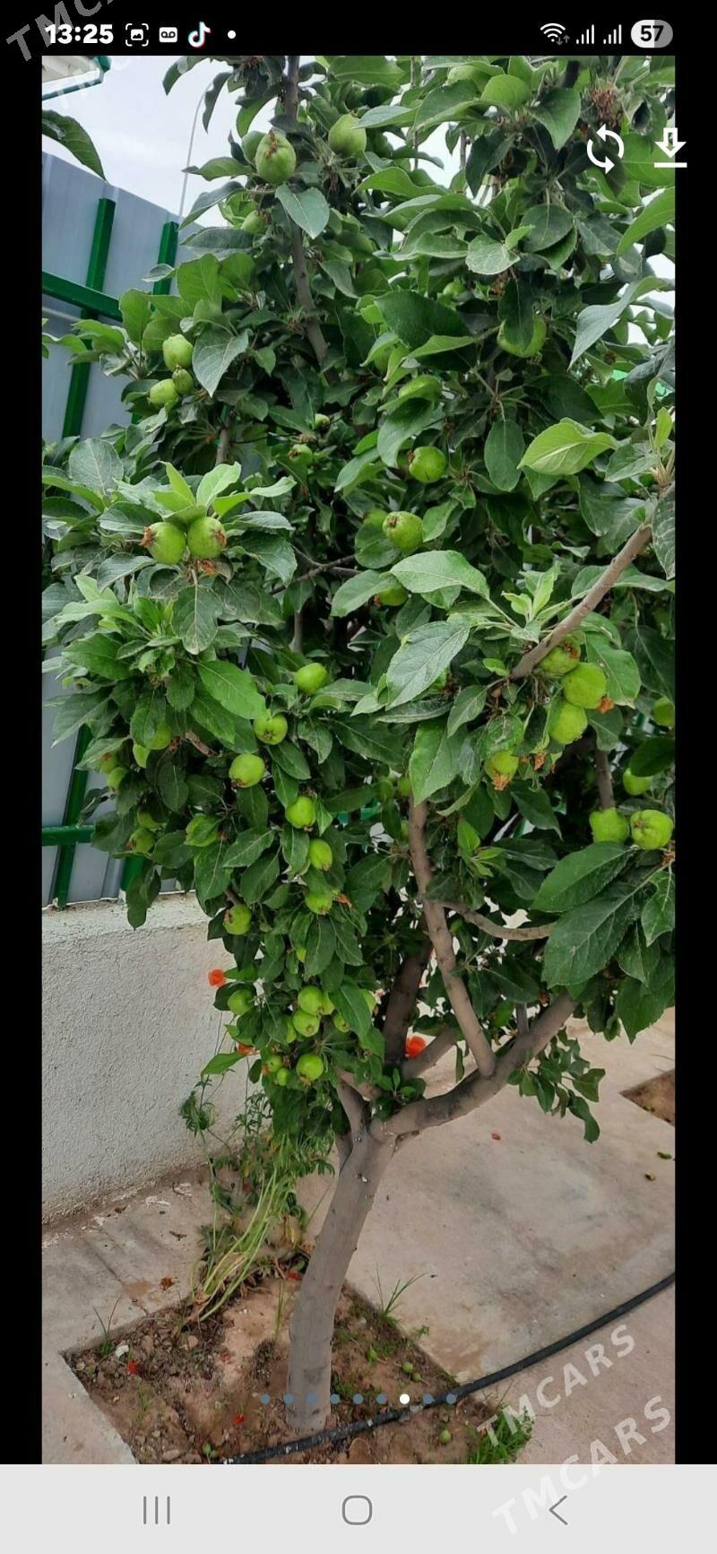 Satlk kotej Tazezam 12sot - Täze zaman - img 4