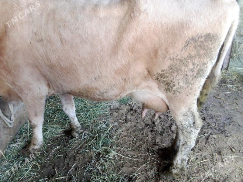 golel sygy - Гёкдепе - img 4