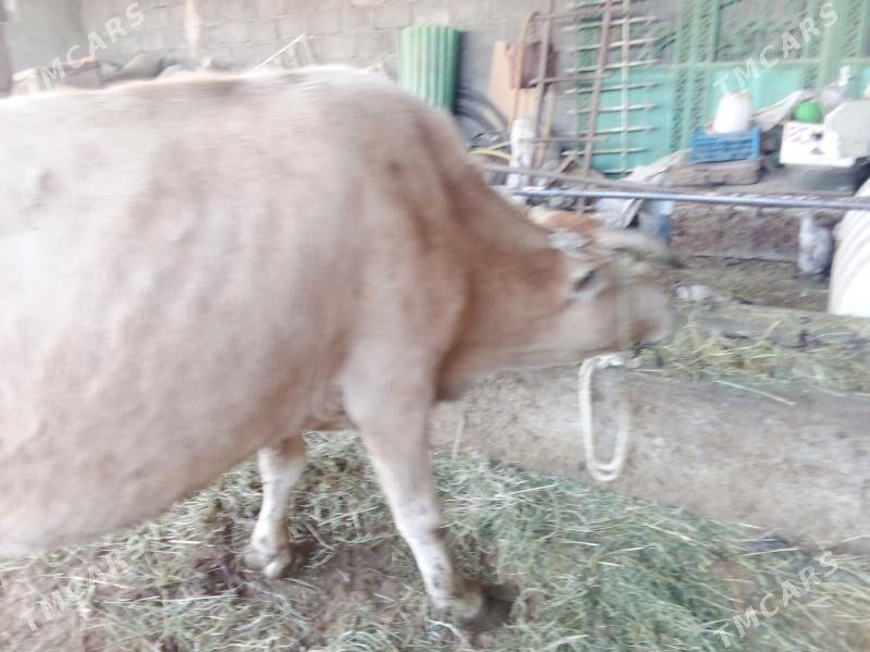 golel sygy - Гёкдепе - img 2